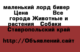маленький лорд бивер › Цена ­ 10 000 - Все города Животные и растения » Собаки   . Ставропольский край